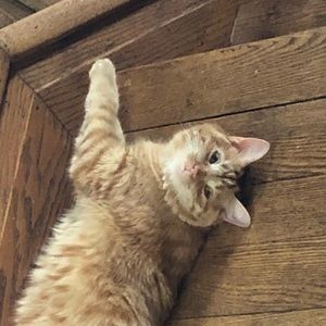 Meet your Posher, Azaria